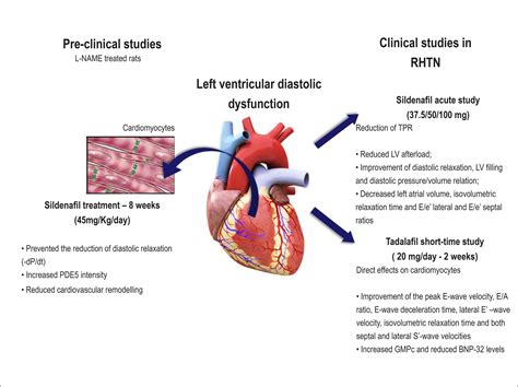 hyperdynamic left ventricular systolic function